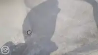 سفينة حاويات للبيع