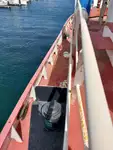 سفينة سحب للبيع