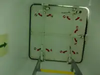سفينة نقل بضائع سائبة للبيع