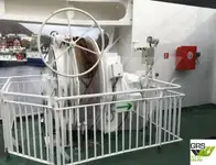 سفينة نقل بضائع بالمركبات (Ro-Ro) للبيع