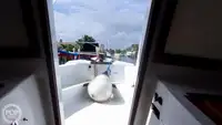 دعم الغوص للبيع