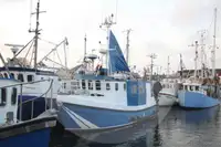 حاملة الأسماك الحية للبيع